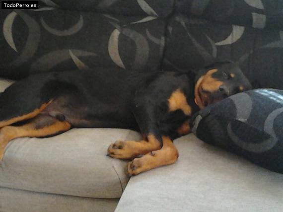 La foto del perro
