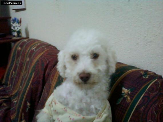 La foto del perro Jinx Foto del perro Jinx