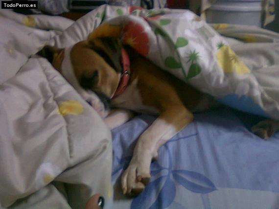 Foto del perro Jazmin