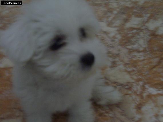 Foto del perro Queen