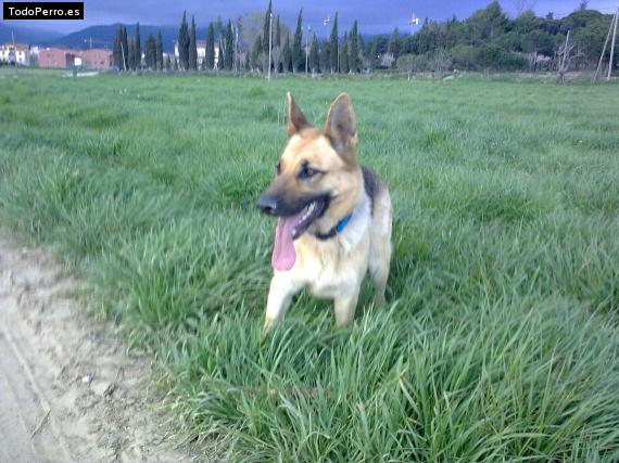 La foto del perro