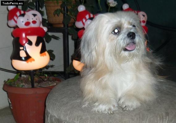 La foto del perro