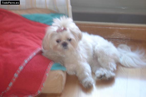 La foto del perro