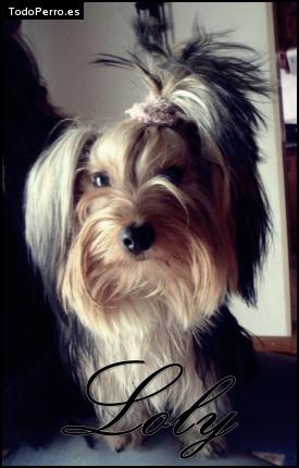 La foto del perro