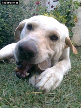 La foto del perro Wally Foto del perro Wally