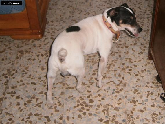 Foto del perro Rumba
