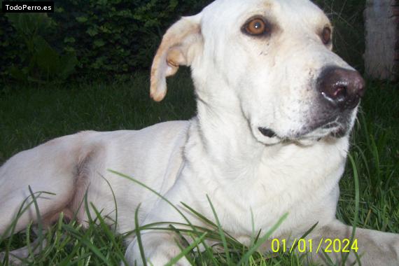 La foto del perro
