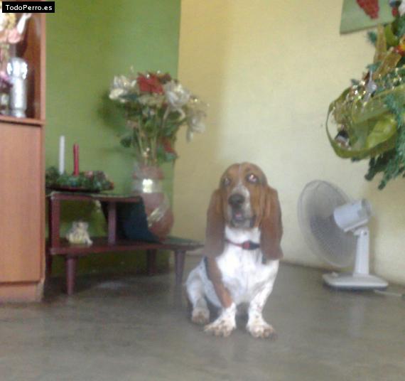 La foto del perro