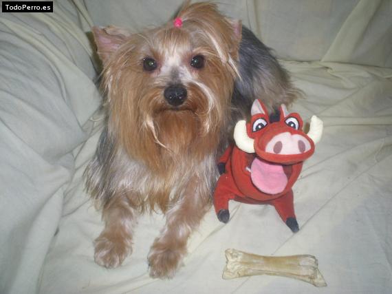 La foto del perro