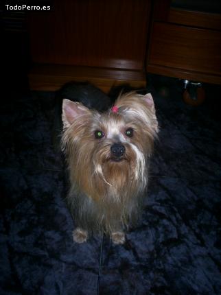 La foto del perro