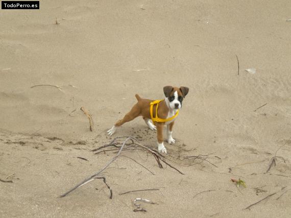La foto del perro