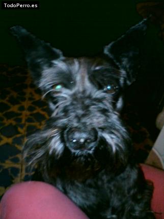 Foto del perro Blacky