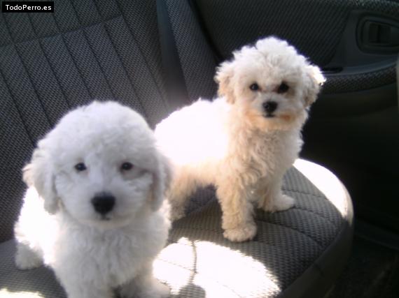 La foto del perro Wanda and roco Foto del perro Wanda and roco