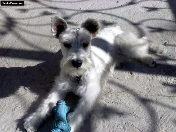 La foto del perro