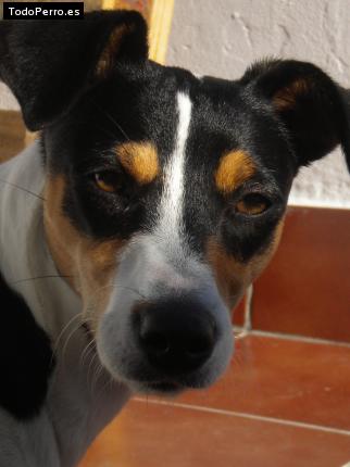 Foto del perro Wanda