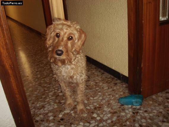 Foto del perro Rufo
