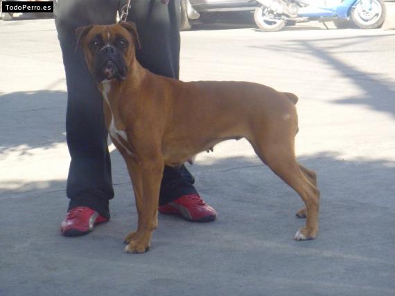 Foto del perro Julieta