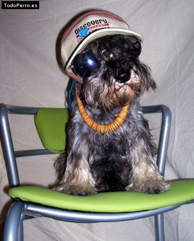 La foto del perro Peter Foto del perro Peter