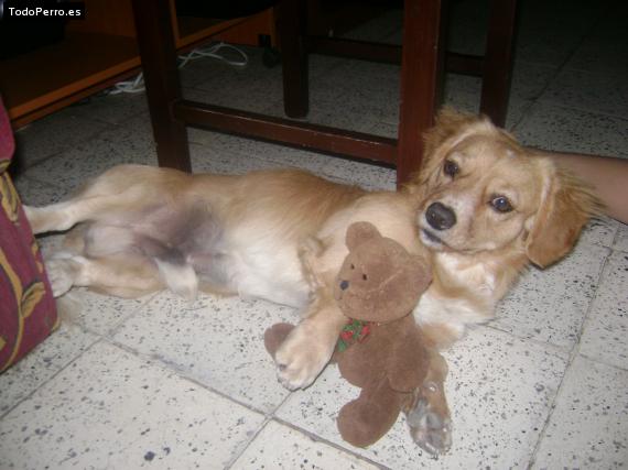 La foto del perro