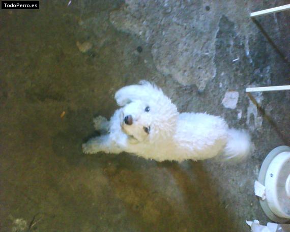 Foto del perro Suri