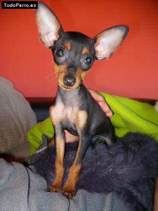Foto del perro Nano