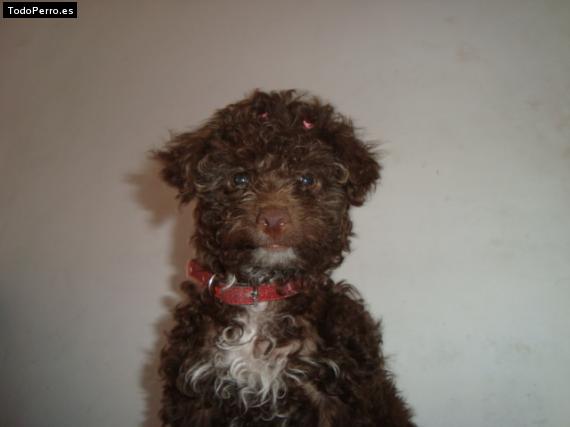 La foto del perro Winnie Foto del perro Winnie