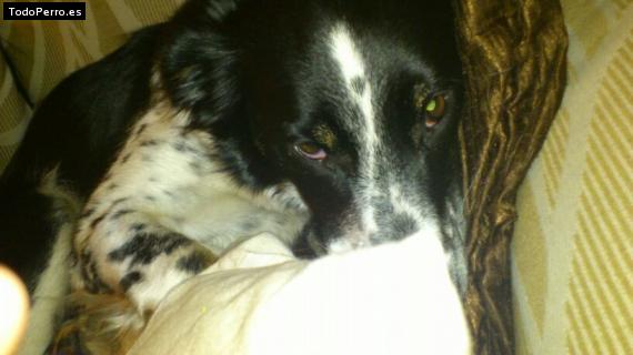 La foto del perro Elur Foto del perro Elur