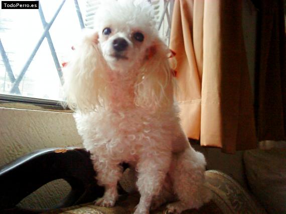 La foto del perro Wendy Foto del perro Wendy