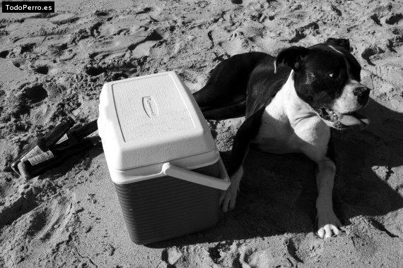 Foto del perro Oly