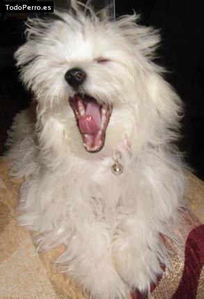 La foto del perro