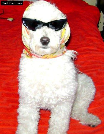 Foto del perro Emma