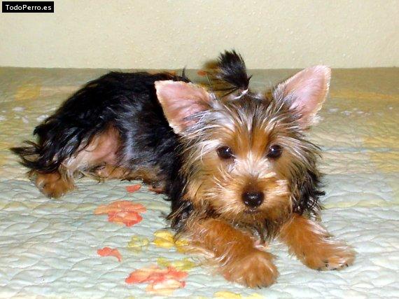 La foto del perro Pipon Foto del perro Pipon