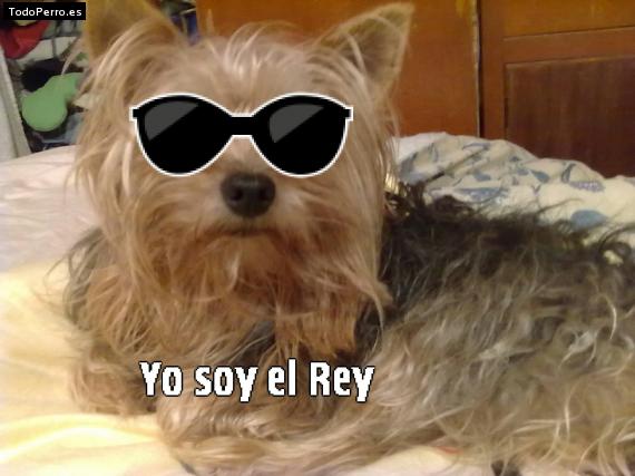 La foto del perro