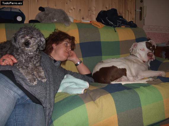La foto del perro