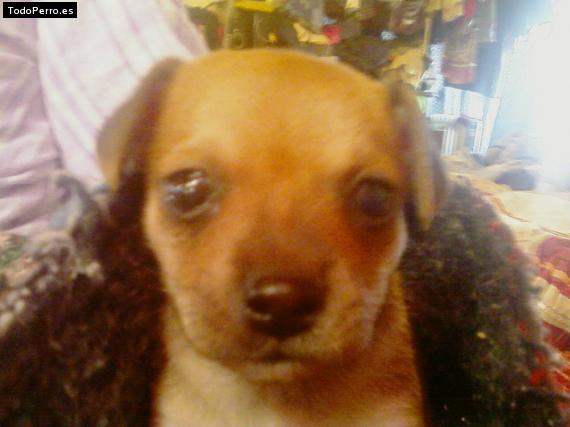 Foto del perro Hershy