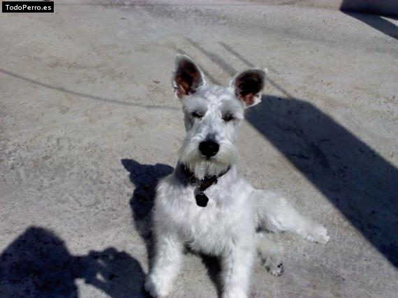 La foto del perro