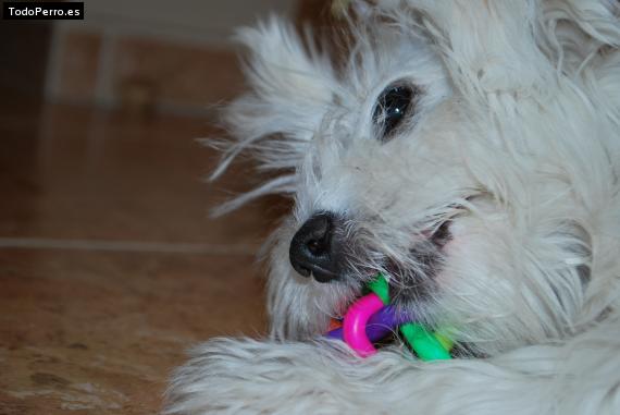 La foto del perro
