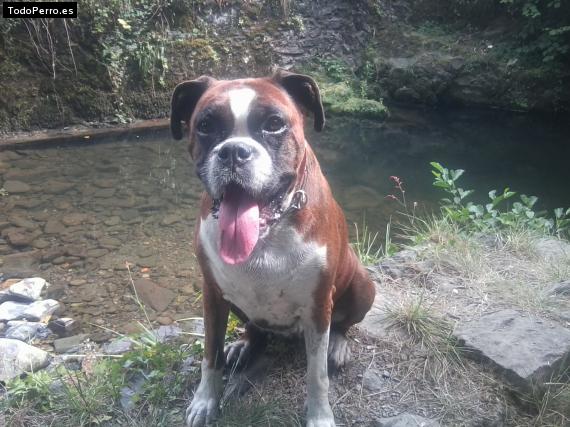 Foto del perro Iris
