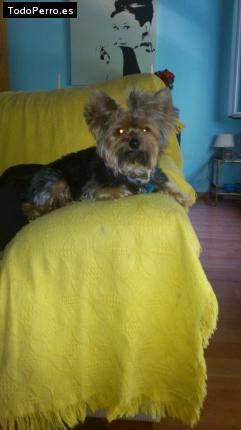 La foto del perro
