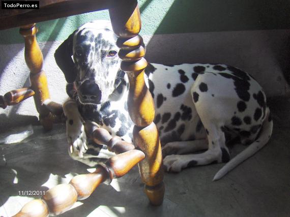 La foto del perro
