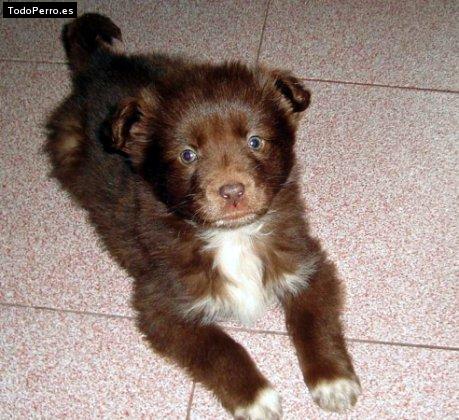 La foto del perro Sasa Foto del perro Sasa