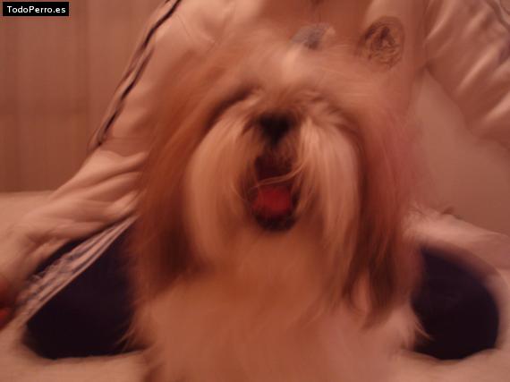 La foto del perro