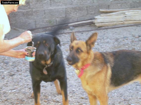La foto del perro