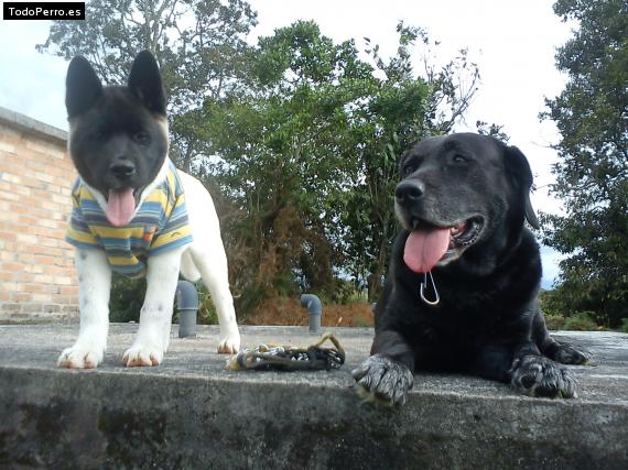 La foto del perro