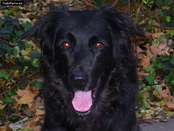 Foto del perro Ravel