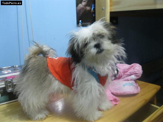 Foto del perro Hashi