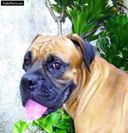 La foto del perro Junior Foto del perro Junior