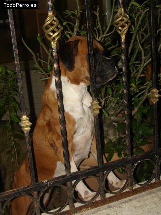 La foto del perro