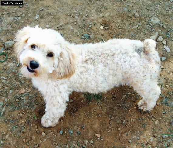 Foto del perro Nury