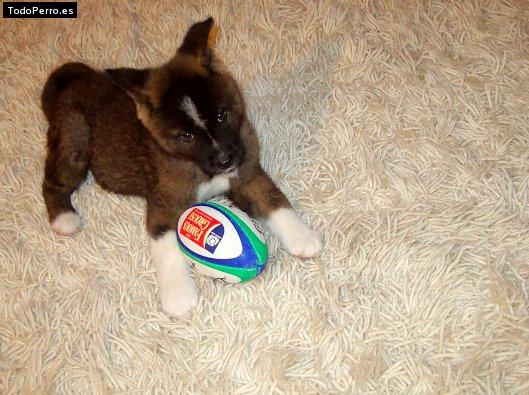 Foto del perro Shivo